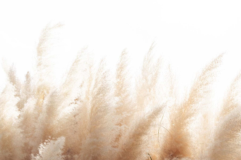 Group of white and brown grass u51051p 1024x681 - Group of white and brown grass - tegory