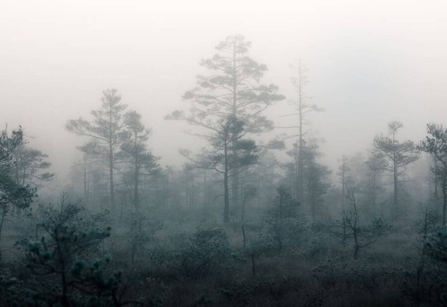 Foggy forest with trees