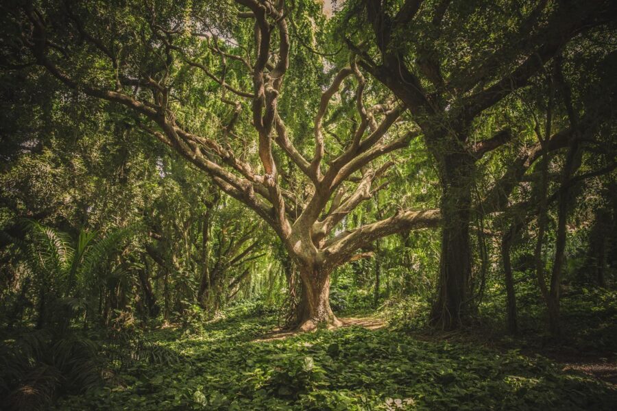 Large tree in a forest u47613p 900x600 - Large tree in a forest - tegory