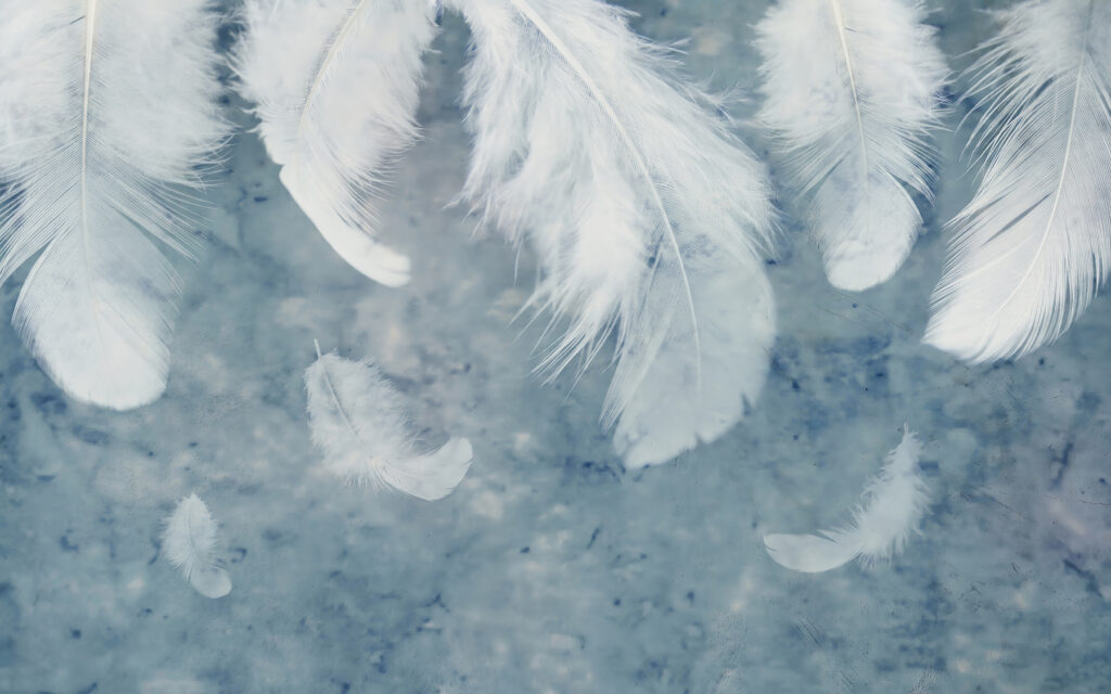 White feathers on a blue surface White feathers on a blue surface