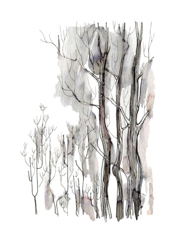 Group of trees with no leaves Group of trees with no leaves