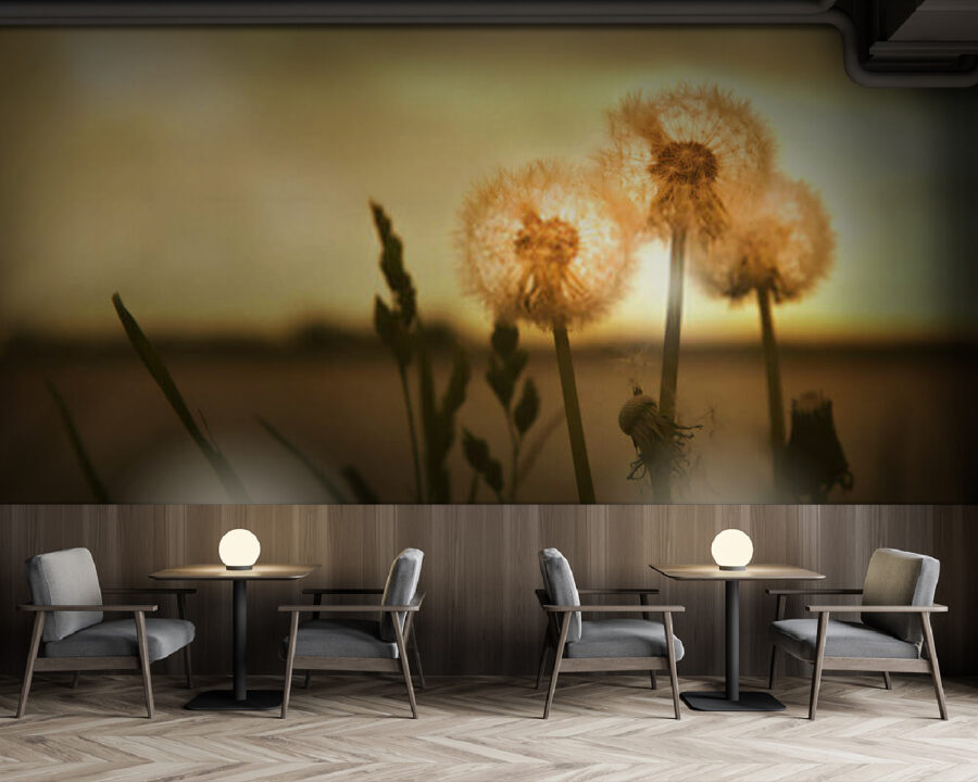 Dandelions basking in warm light u38934piz137 900x720 - Dandelions basking in warm light - tegory