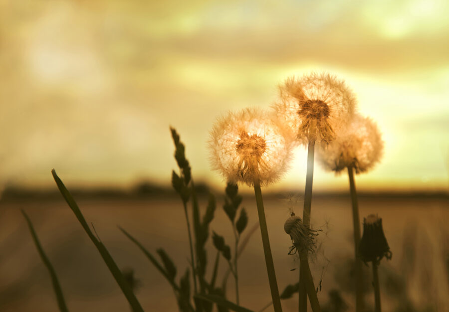 Group of dandelions in the sun