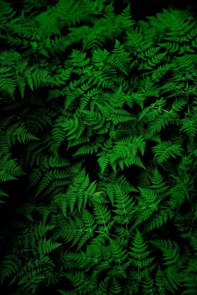 Group of green leaves u38432p 683x1024 - Group of green leaves - tegory