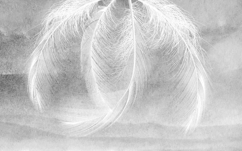 Delicate feathers in soft light u37714p 1024x639 - Delicate feathers in soft light - tegory