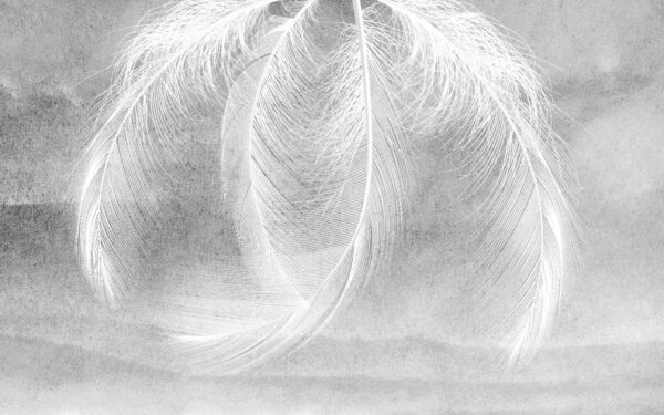 Delicate feathers in soft light u37714p 600x375 - Delicate feathers in soft light - tegory
