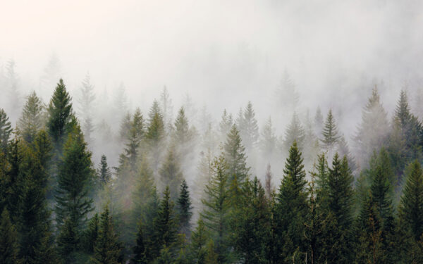 Group of trees in the fog Group of trees in the fog