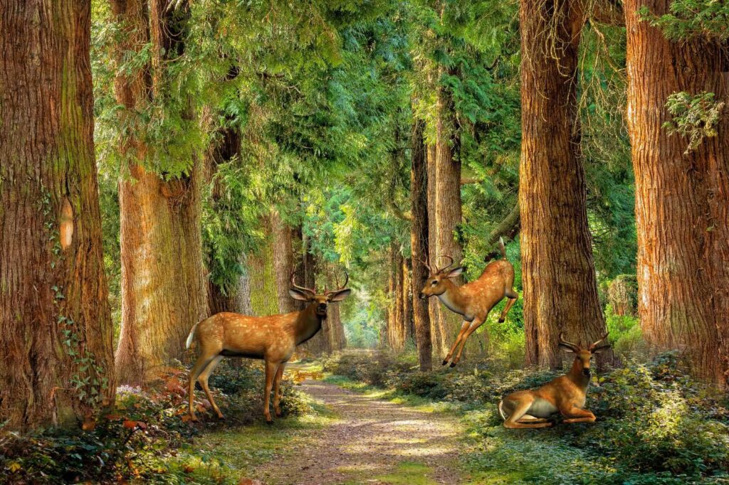 Group of deer in a forest u37019p 1024x682 - Group of deer in a forest - tegory
