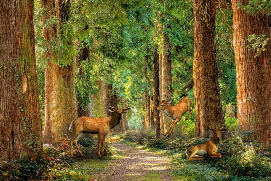 Group of deer in a forest