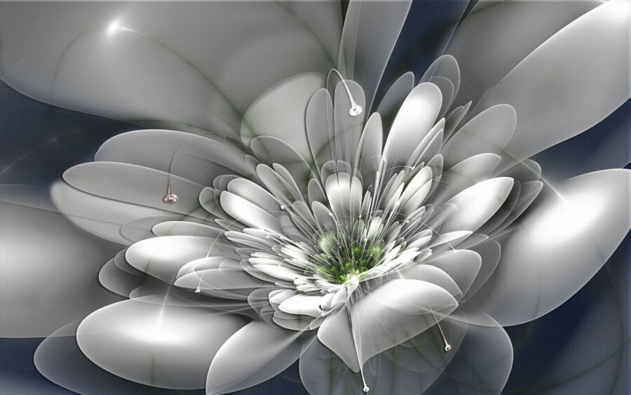 u36925p 900x563 - White flower with green center - tegory