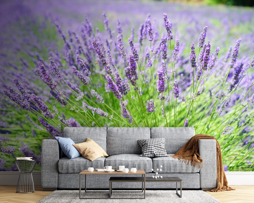 Vibrant lavender field in bloom u36335pig54 1024x819 - Vibrant lavender field in bloom - tegory