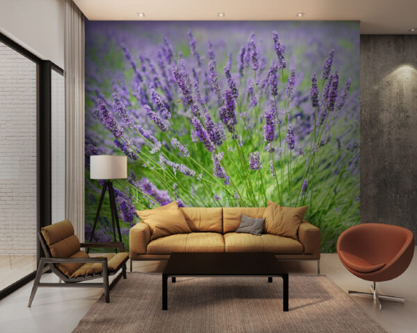 Vibrant lavender field in bloom u36335pig28m 600x480 - Vibrant lavender field in bloom - tegory