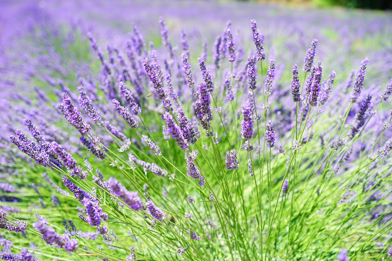 Vibrant lavender field in bloom u36335p - Vibrant lavender field in bloom - tegory