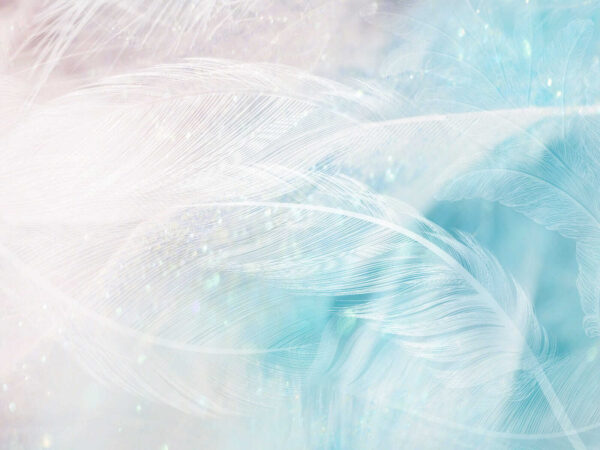 Delicate feathers in soft hues. Delicate feathers in soft hues.