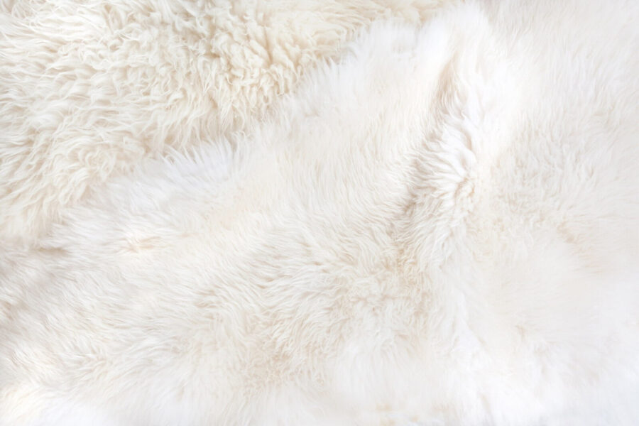 Close up of a white fur