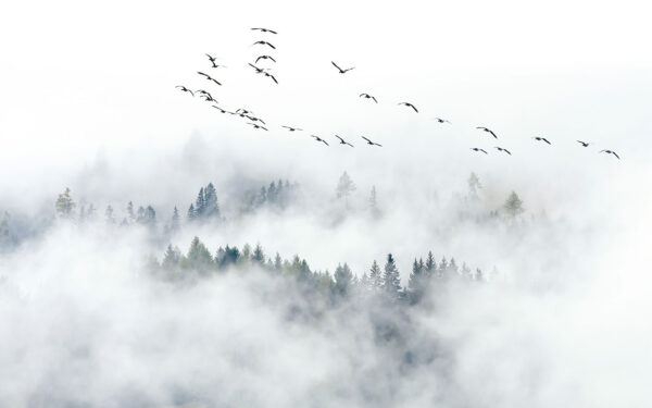 Birds flying in the sky Birds flying in the sky