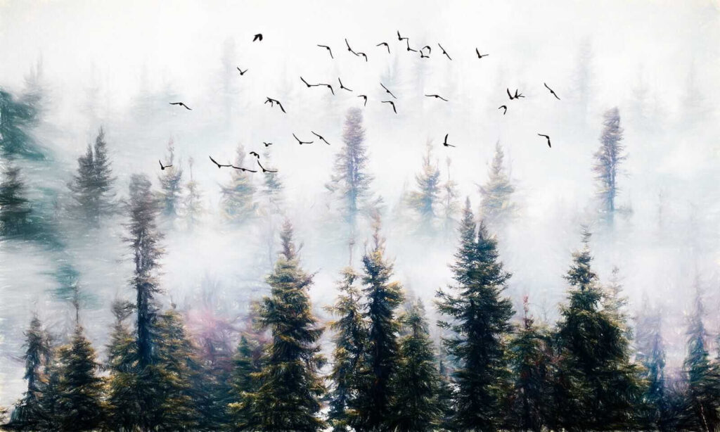 u32237p 1024x614 - Birds flying in the sky over trees