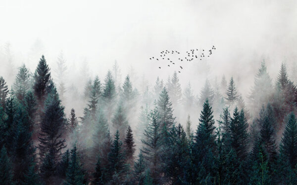 Group of birds flying over a forest Group of birds flying over a forest