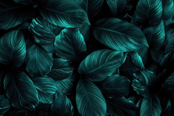 Group of dark green leaves u27566p 600x401 - Group of dark green leaves - tegory