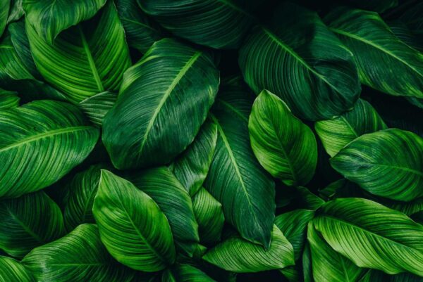 Group of green leaves u27053p 600x401 - Group of green leaves - tegory