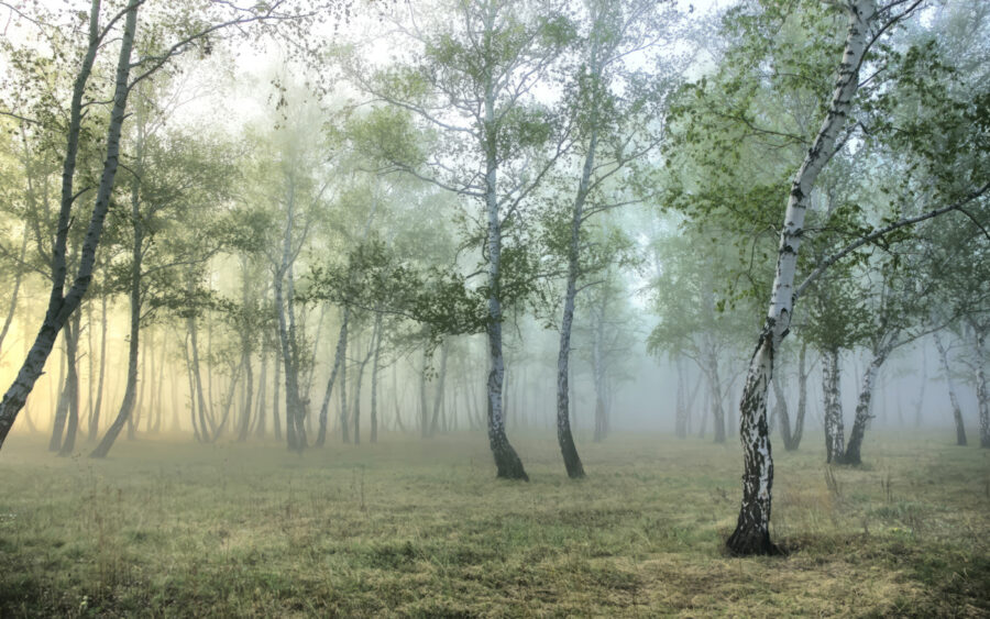 Foggy forest with trees