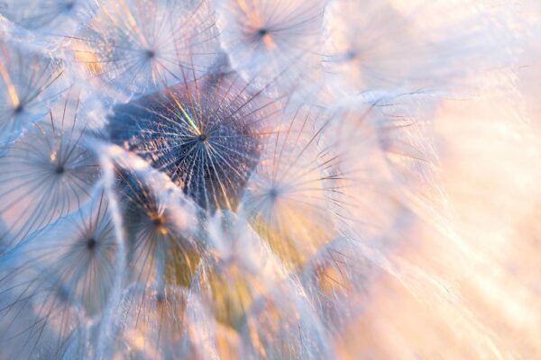 Delicate beauty in soft hues u25302p 600x400 - Delicate beauty in soft hues - tegory