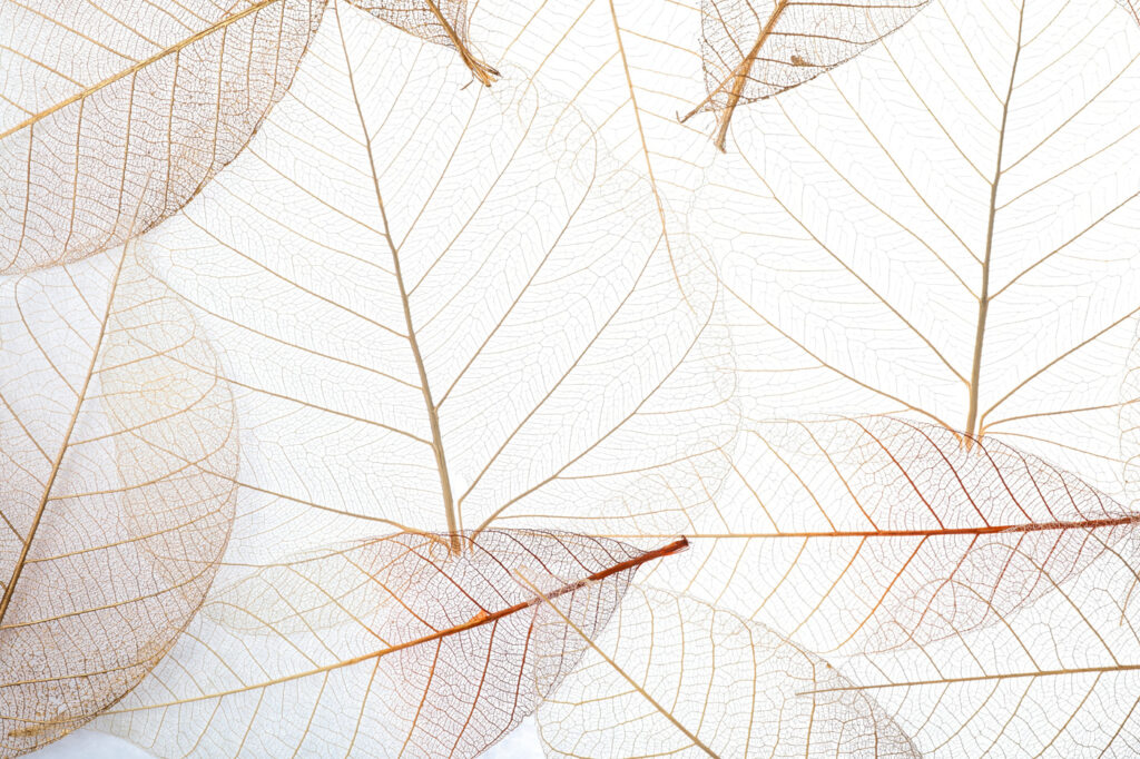 Group of brown leaves Group of brown leaves