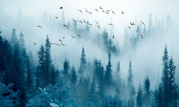 Birds flying over a forest Birds flying over a forest