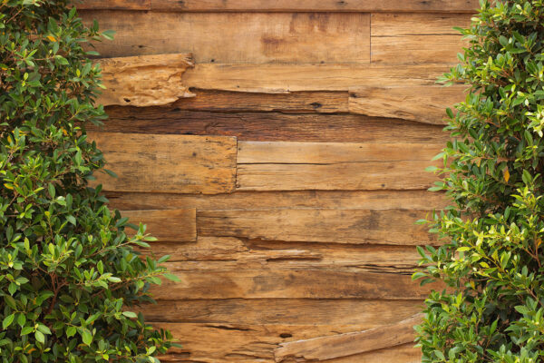Tree next to a wood wall u21117p 600x400 - Tree next to a wood wall