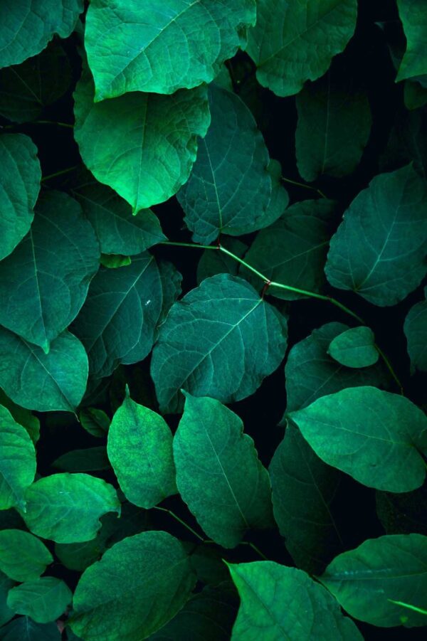 Group of green leaves u17724p 600x901 - Group of green leaves - tegory