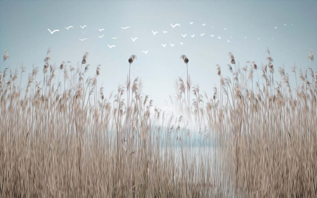 Group of tall grass with birds flying in the sky Group of tall grass with birds flying in the sky