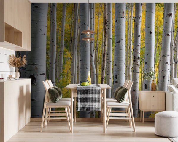 Group of white trees with yellow leaves u13453pik119m 600x480 - Group of white trees with yellow leaves - tegory