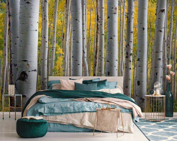 Group of white trees with yellow leaves u13453pib111 600x480 - Group of white trees with yellow leaves - tegory