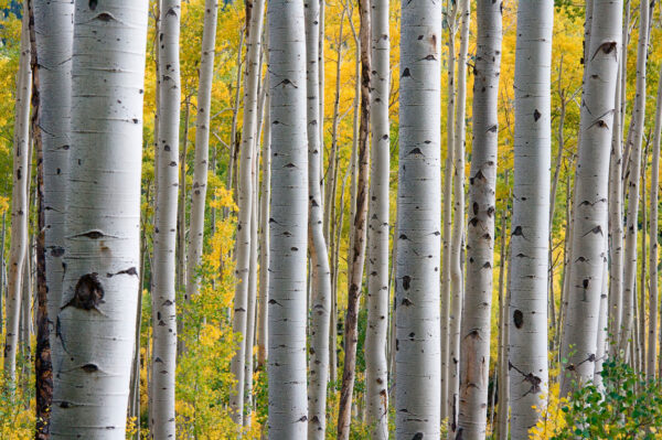 Group of white trees with yellow leaves u13453p 600x399 - Group of white trees with yellow leaves - tegory