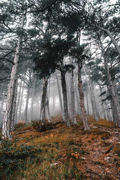 u12556p - Forest with trees in the fog - tegory