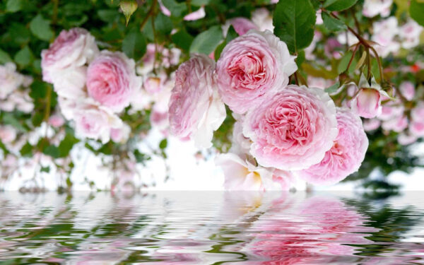 Delicate pink roses reflect beautifully. Delicate pink roses reflect beautifully.