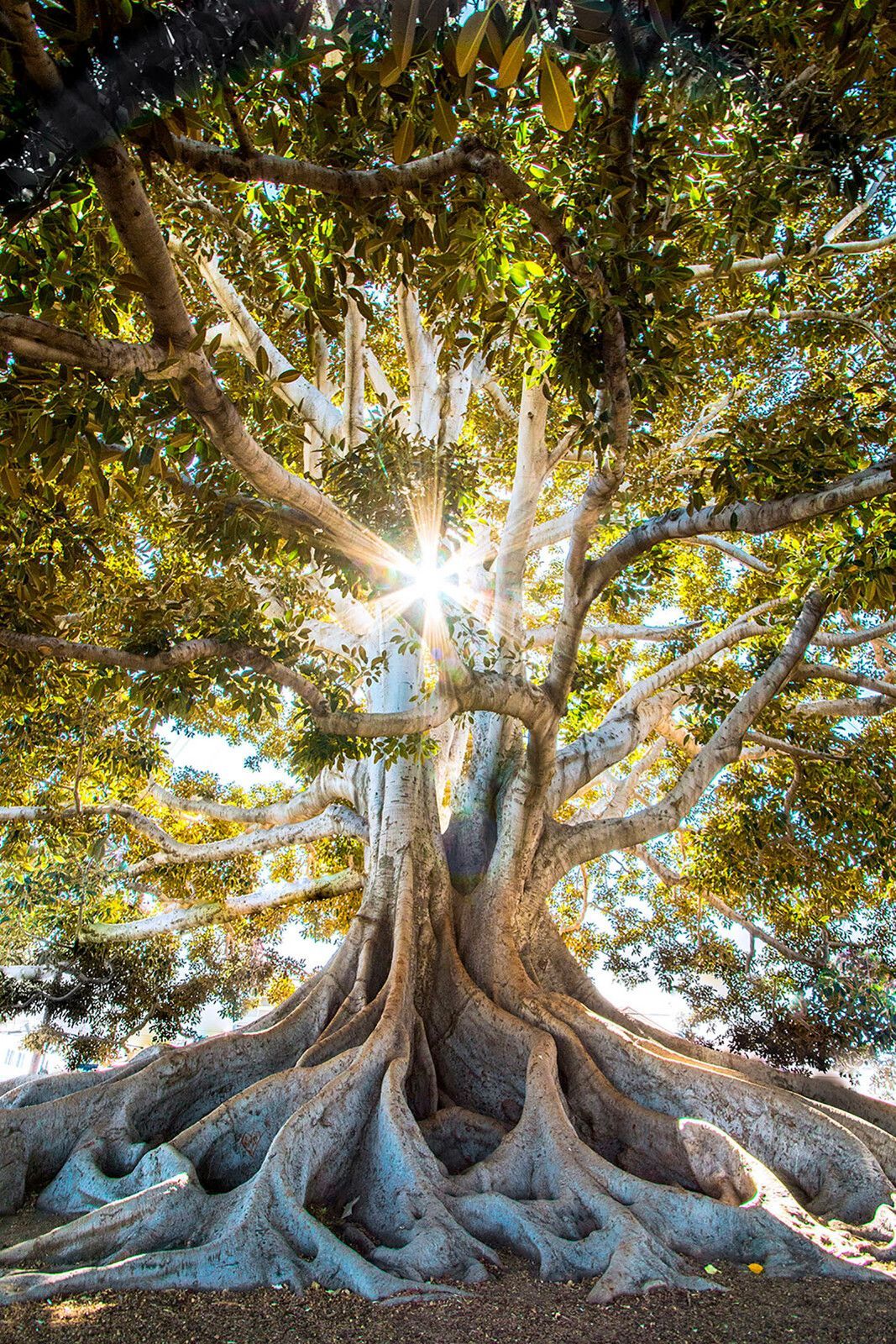Majestic tree in radiant sunlight u01271p - Majestic tree in radiant sunlight - tegory