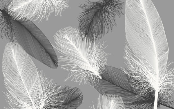 Delicate feathers in soft monochrome. Delicate feathers in soft monochrome.