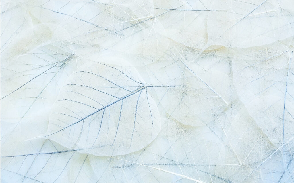 Group of white leaves u16875p 1024x639 - Group of white leaves - tegory