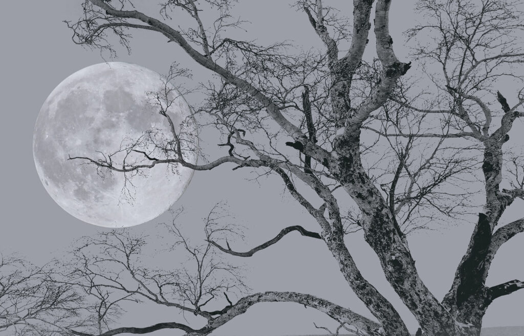 Tree with branches and a moon in the background Tree with branches and a moon in the background