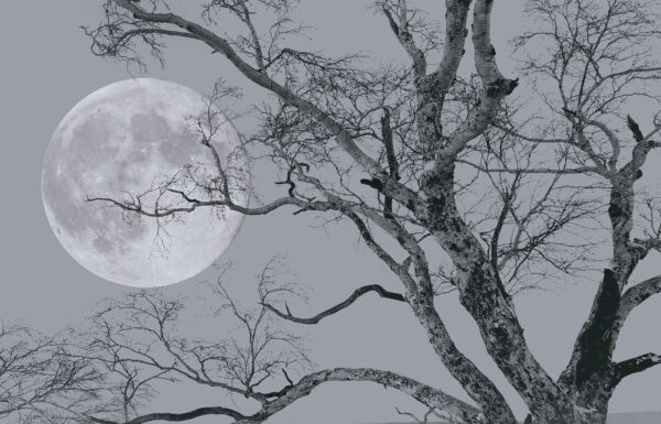 Tree with branches and a moon in the background Tree with branches and a moon in the background