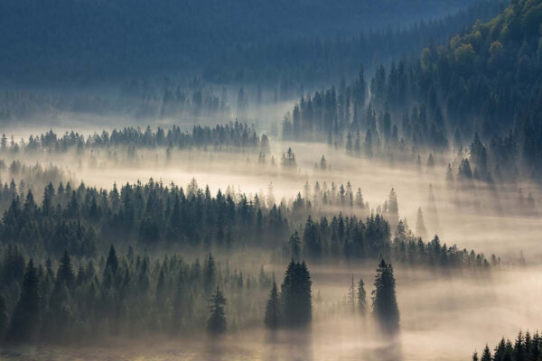 Foggy forest with trees Foggy forest with trees