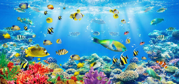 Group of fish swimming in the water u26629p 600x284 - Group of fish swimming in the water - tegory