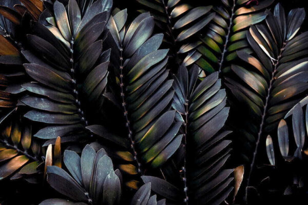 Group of black leaves u29078p 600x400 - Group of black leaves - tegory