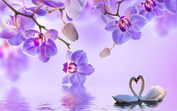 Two swans in a lake with purple flowers u29140p 600x375 - Two swans in a lake with purple flowers - tegory