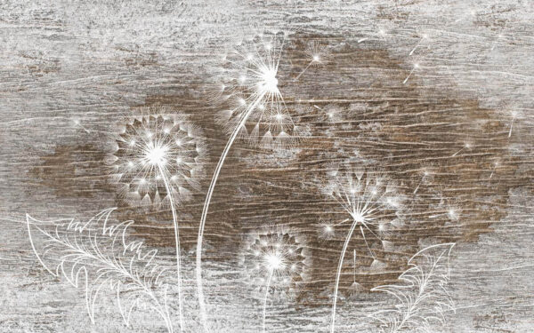 White dandelions on a wood surface u31086p 600x375 - White dandelions on a wood surface - tegory