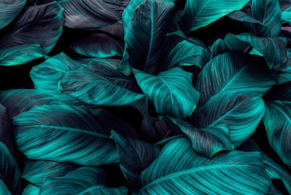 Lush tropical foliage in vibrant hues u31835p 600x401 - Lush tropical foliage in vibrant hues - tegory