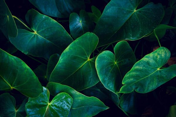 Lush green leaves in harmony u35988p 600x399 - Lush green leaves in harmony - tegory