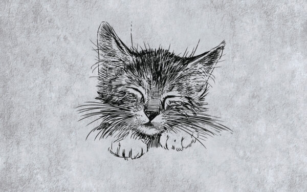 Drawing of a cat Drawing of a cat