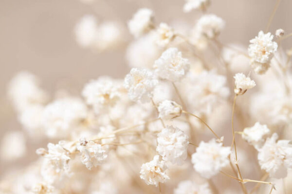 Delicate blooms in soft focus u45319p 600x400 - Delicate blooms in soft focus - tegory